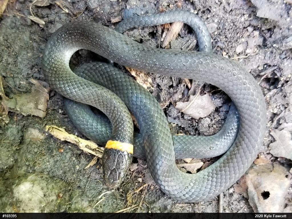Northern Ring-necked Snake