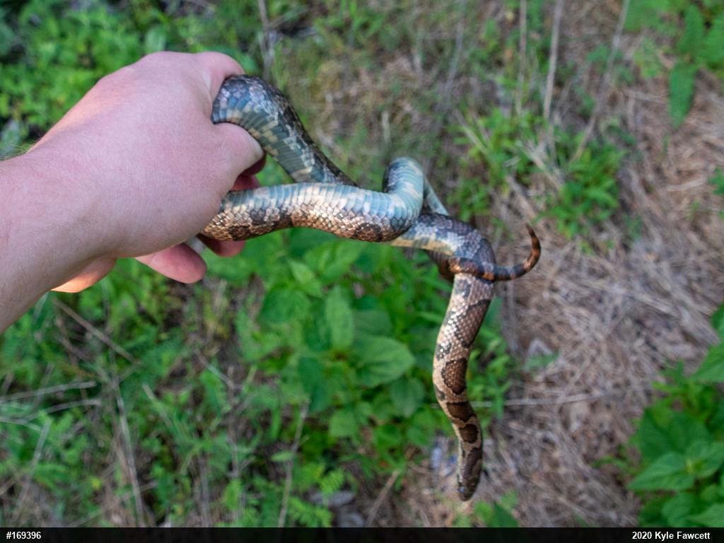 Eastern Milksnake