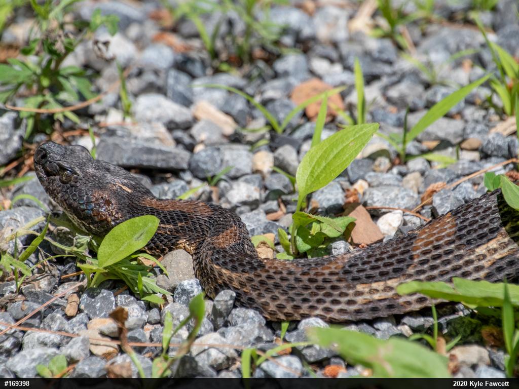 Timber Rattlesnake