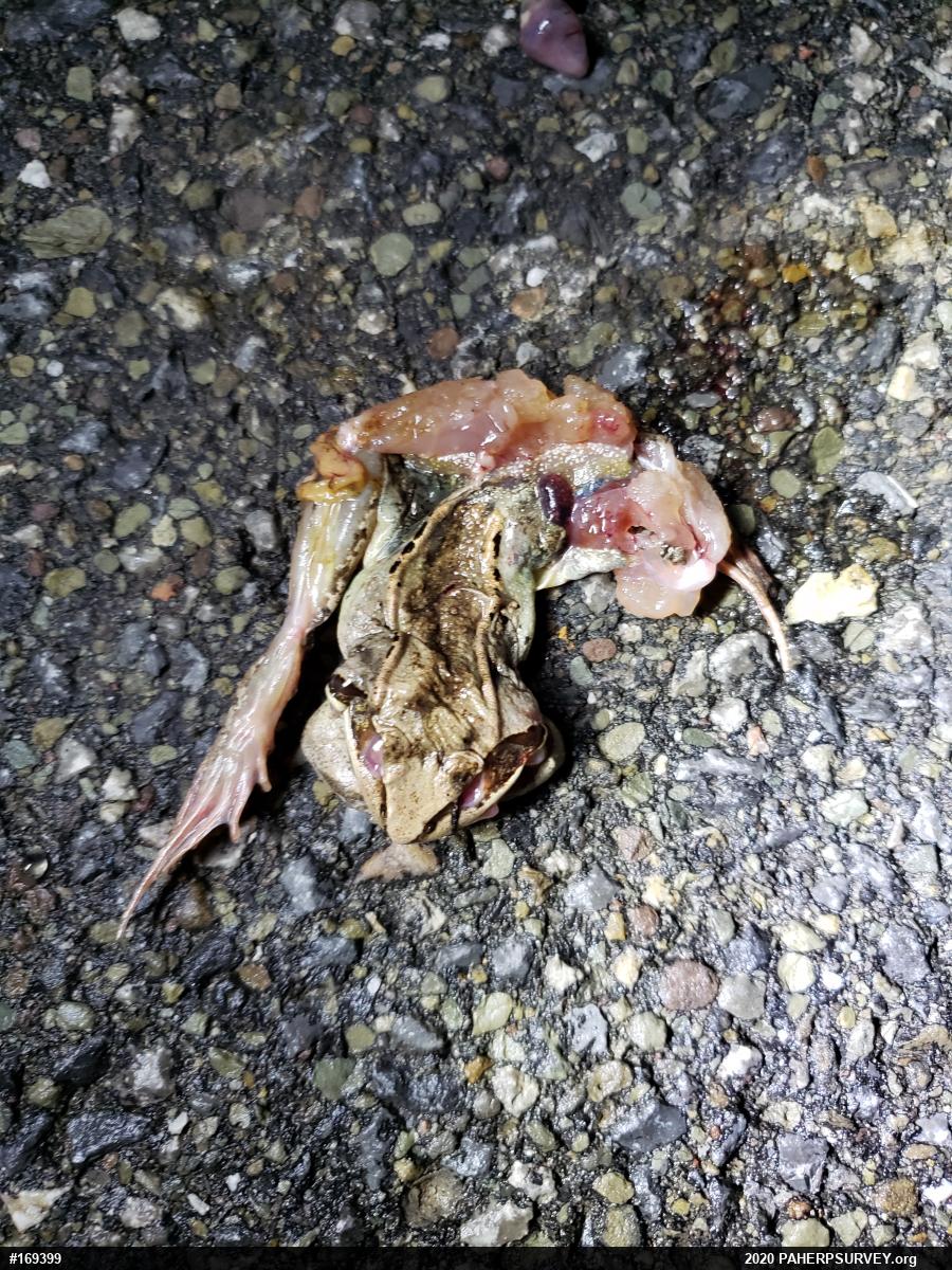 Wood Frog