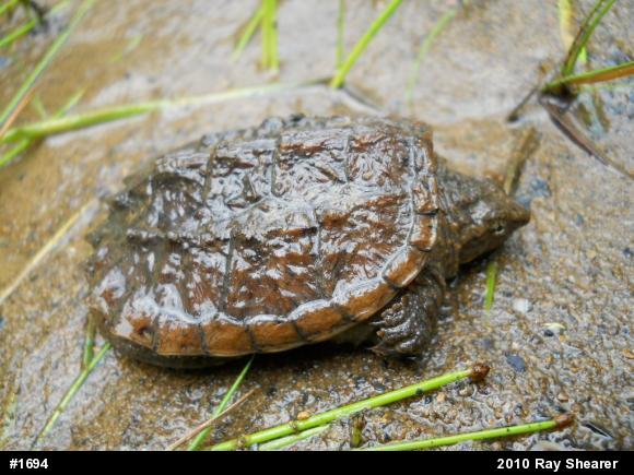 Snapping Turtle