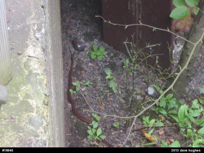 Eastern Gartersnake