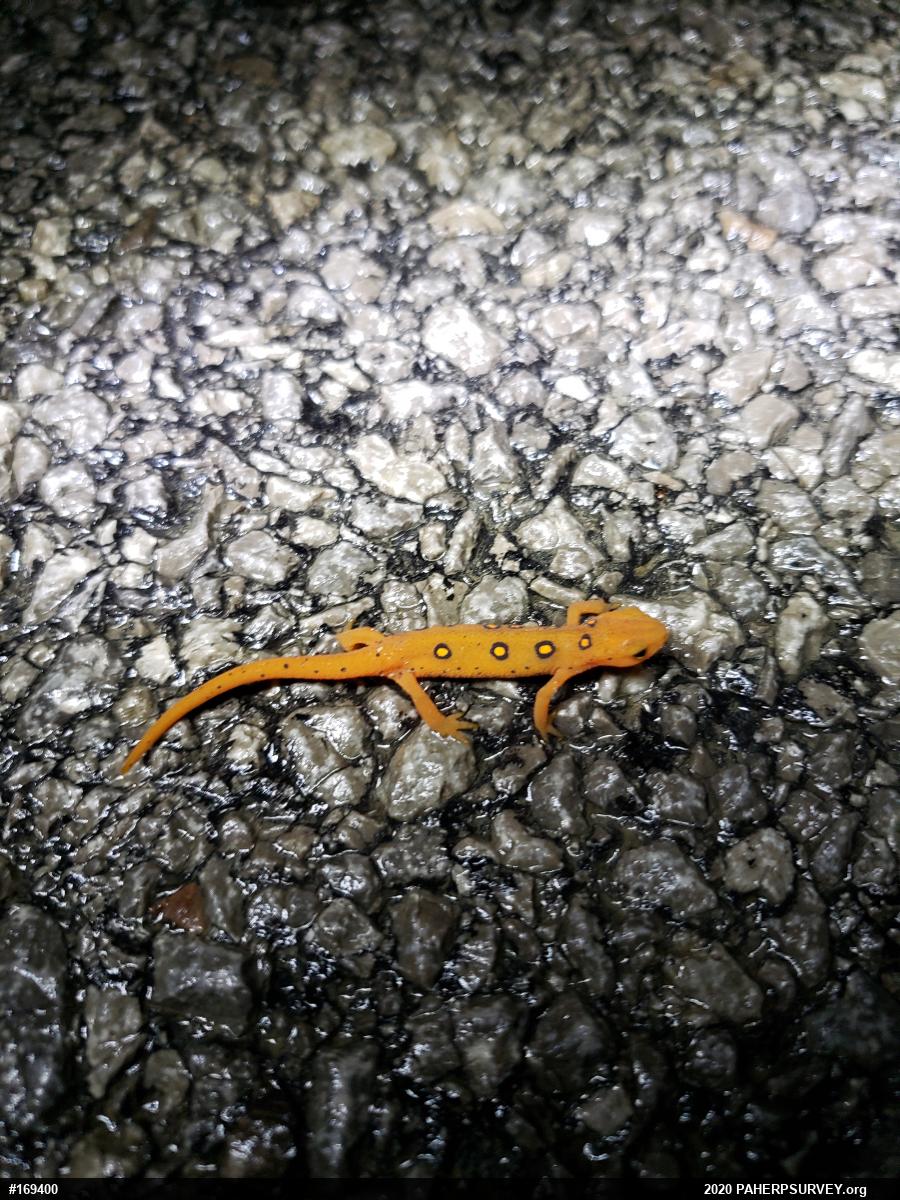 Red-spotted Newt
