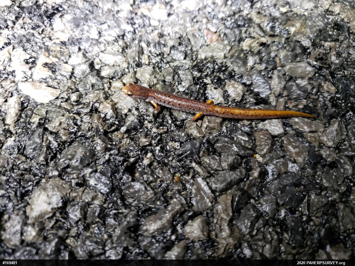 Four-toed Salamander
