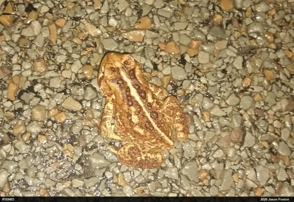 Eastern American Toad