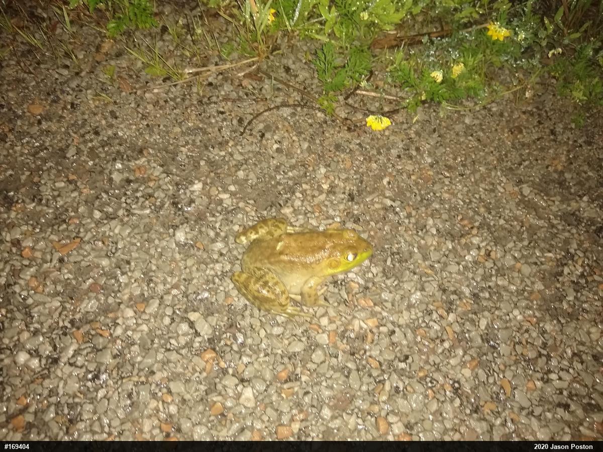 American Bullfrog