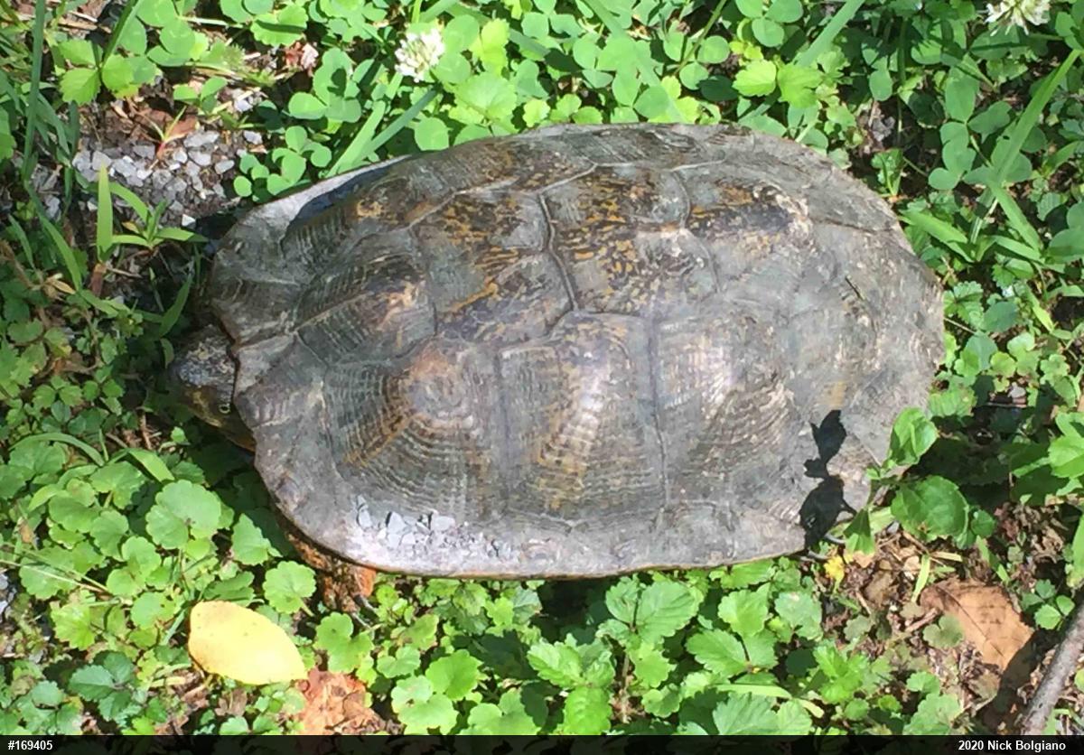 Wood Turtle