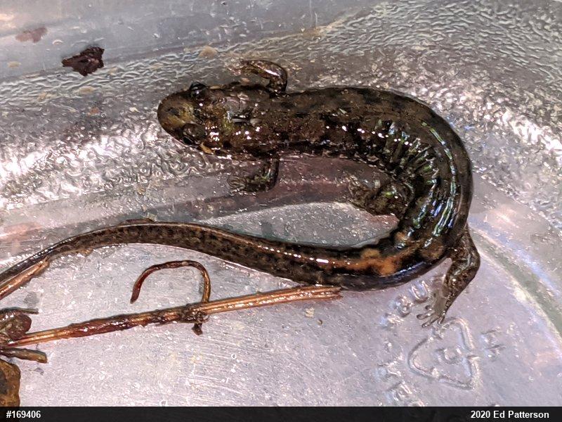 Seal Salamander