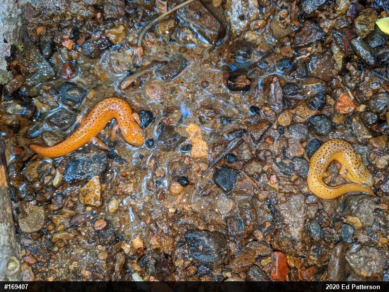 Northern Red Salamander