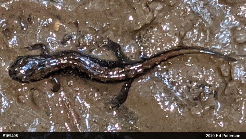 Northern Dusky Salamander