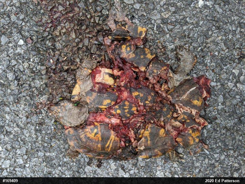 Eastern Box Turtle