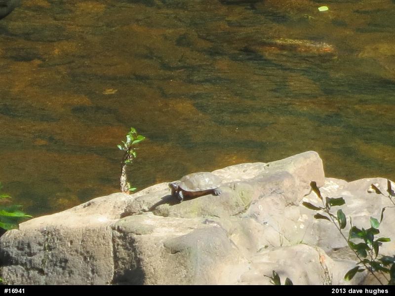 Wood Turtle