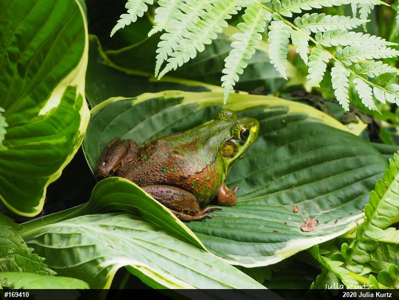 Green Frog