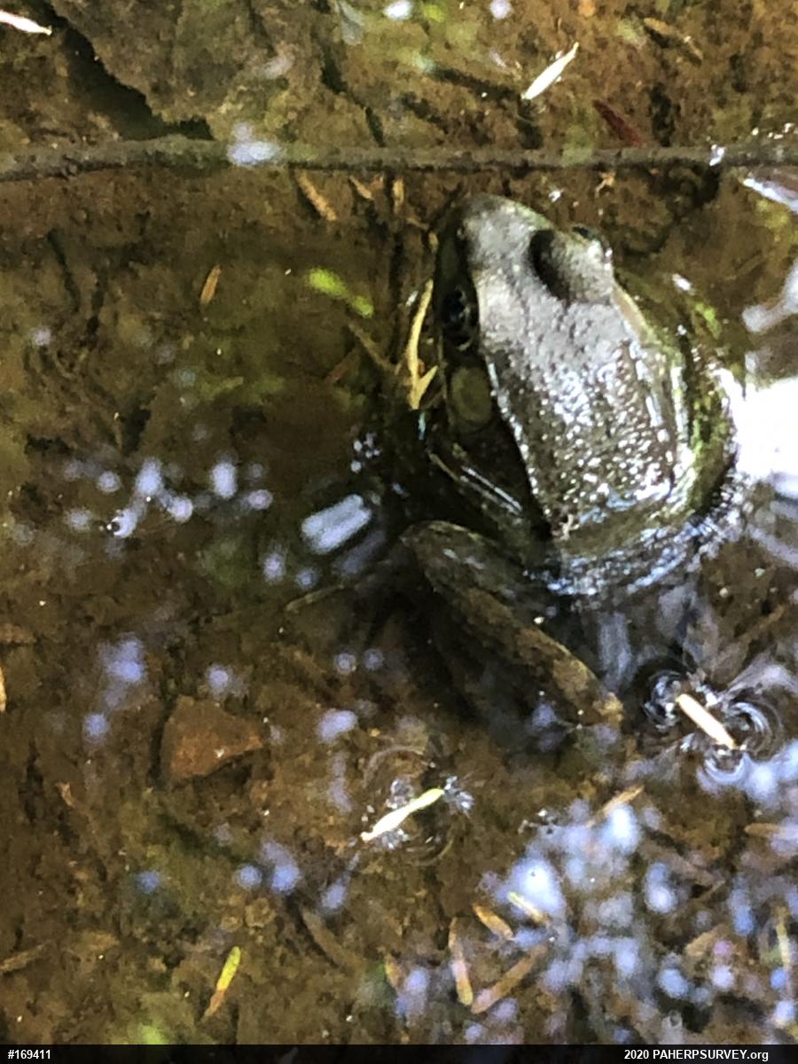 Green Frog