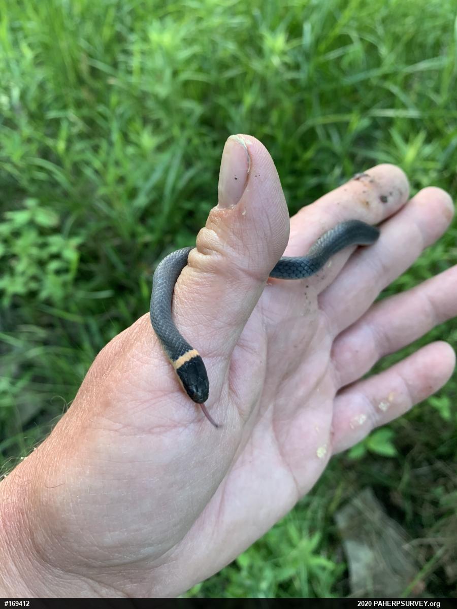 Northern Ring-necked Snake