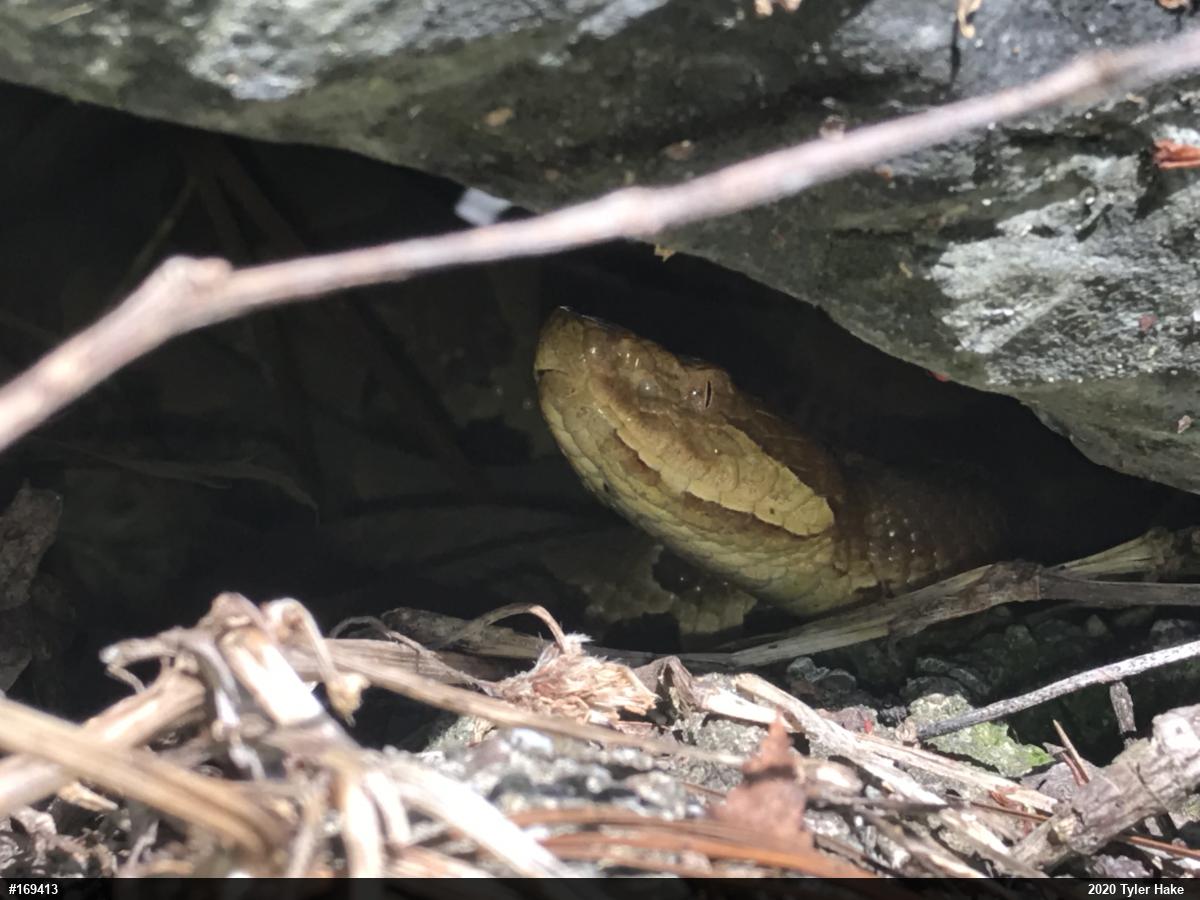 Northern Copperhead