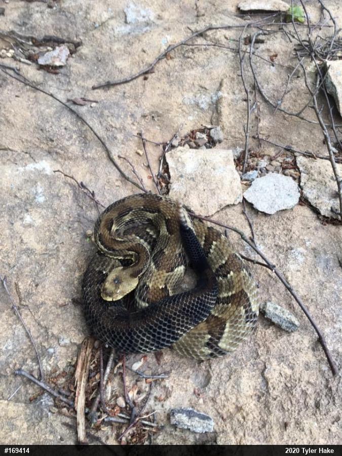 Timber Rattlesnake