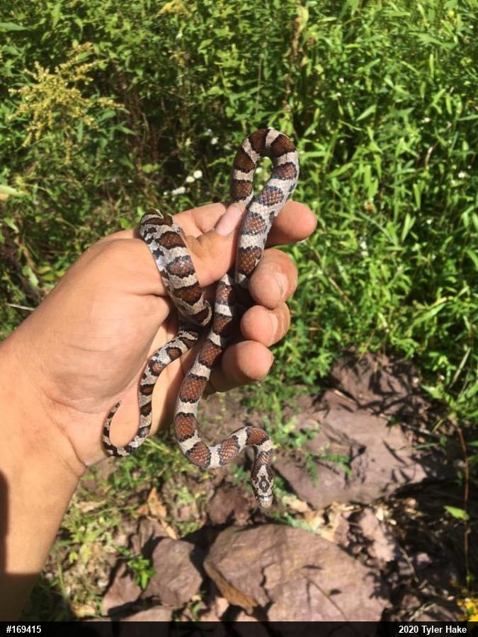 Eastern Milksnake