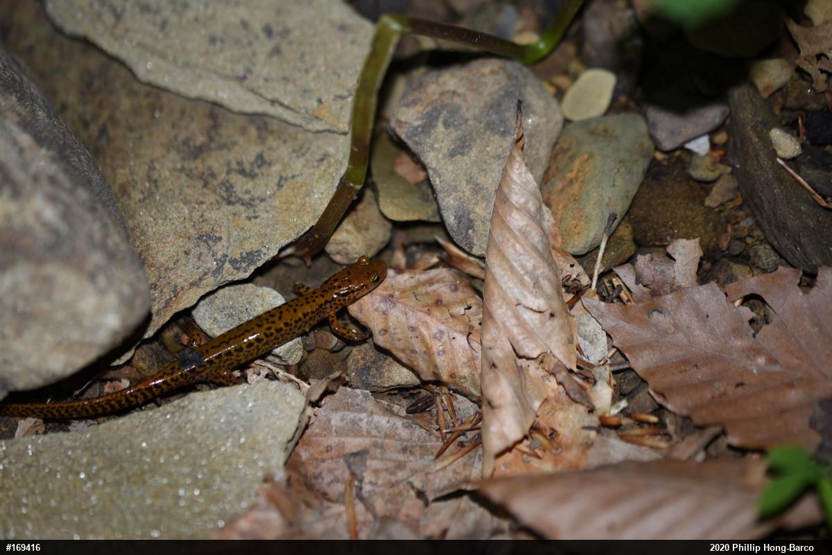Eastern Long-tailed Salamander