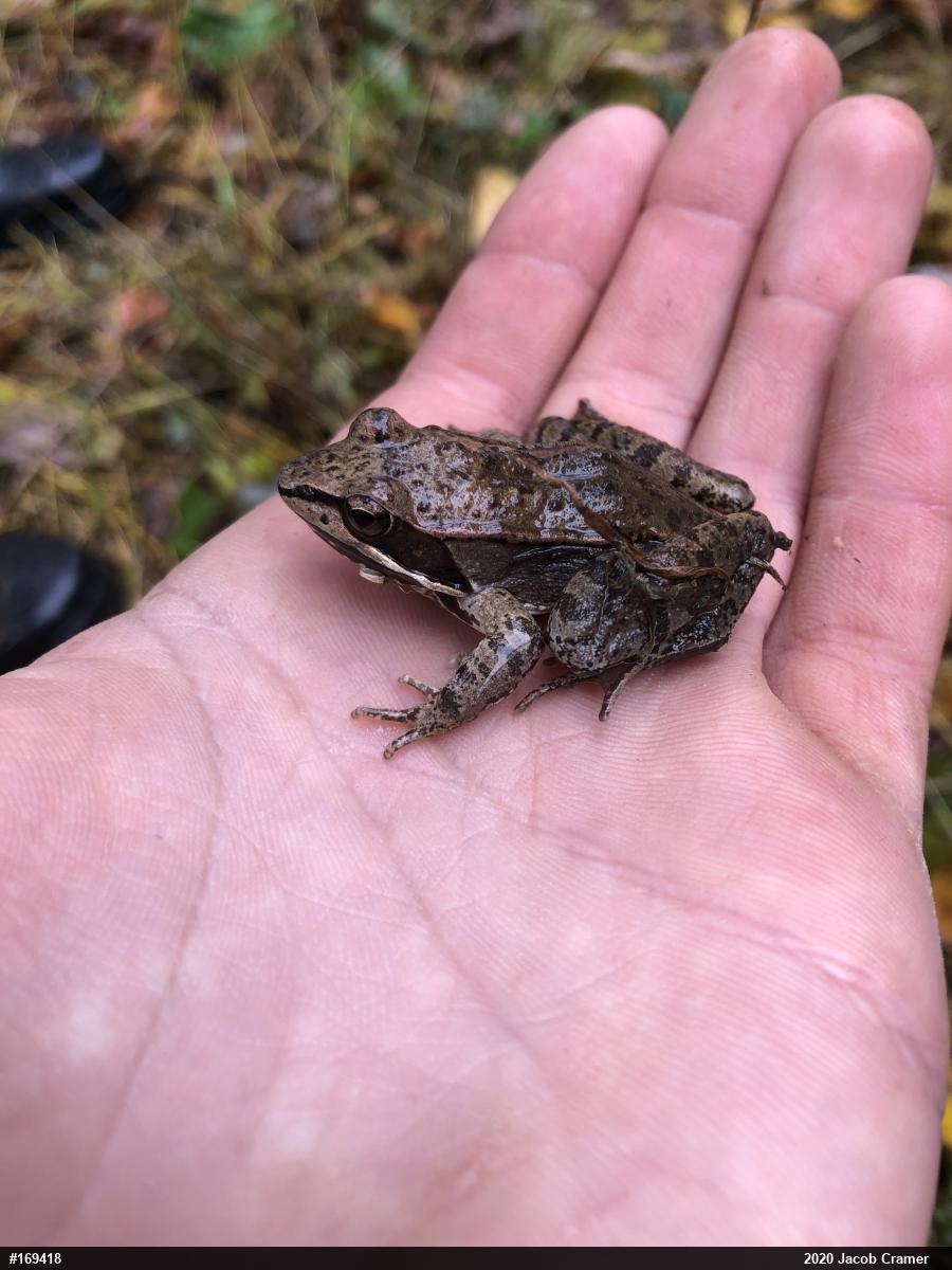 Wood Frog