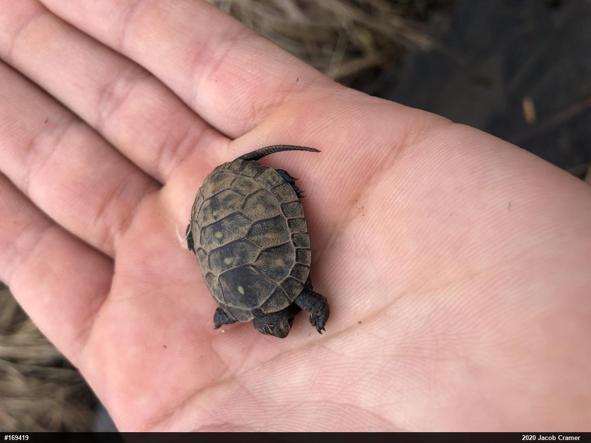 Spotted Turtle