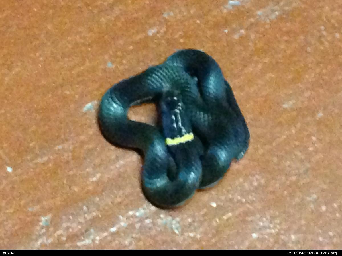 Northern Ring-necked Snake