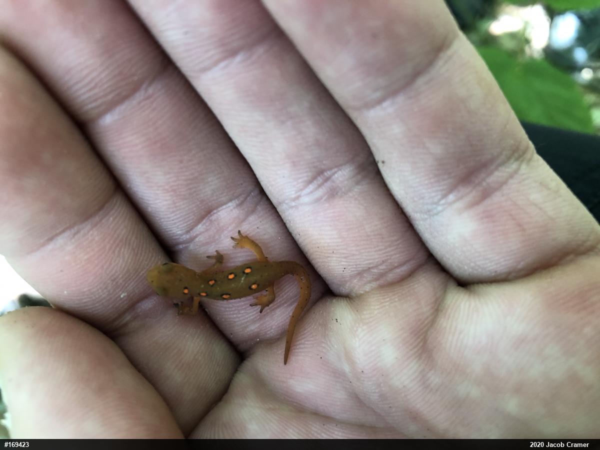 Red-spotted Newt