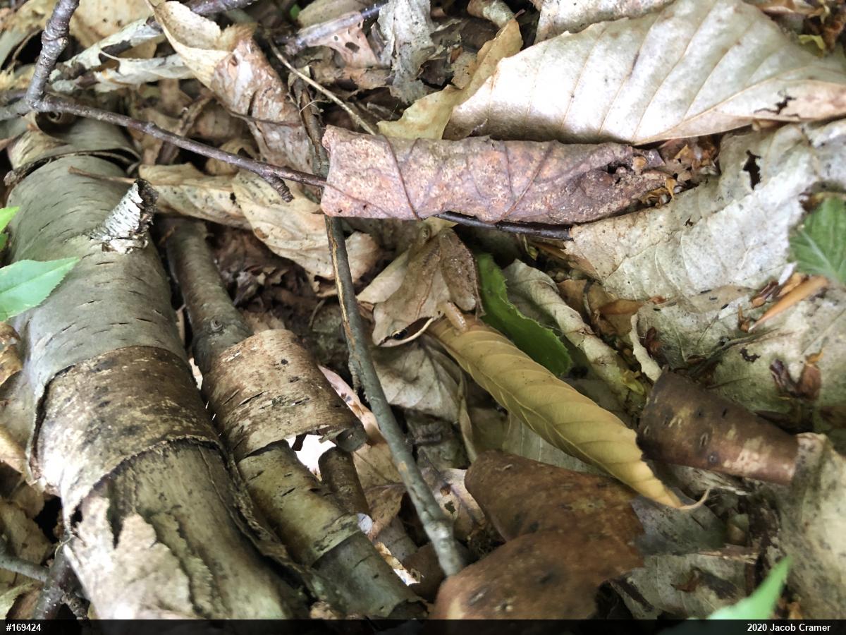 Wood Frog