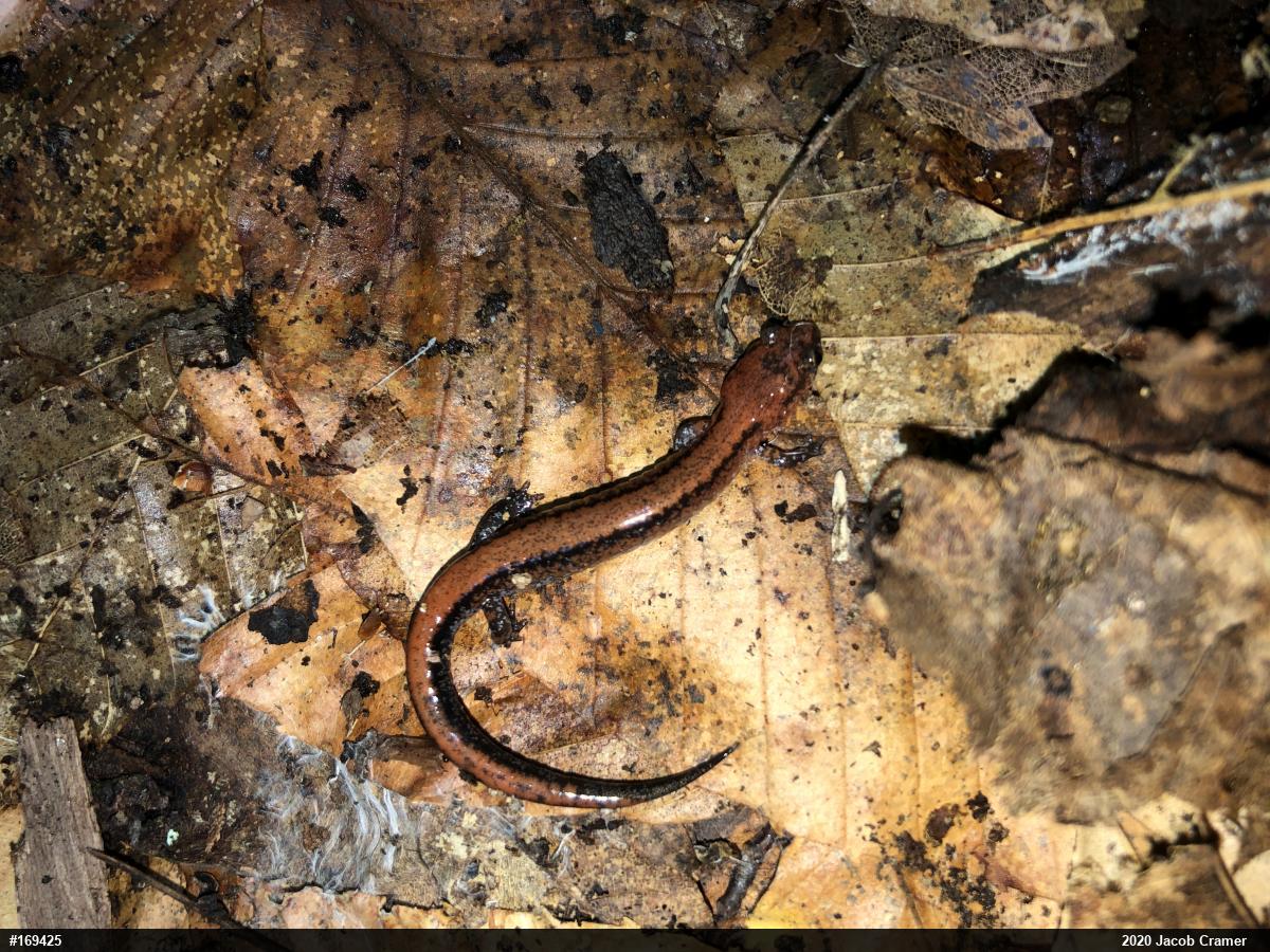 Eastern Red-backed  Salamander