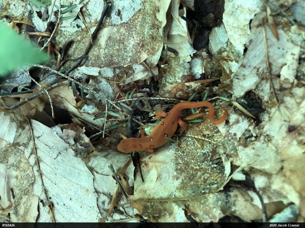 Red-spotted Newt