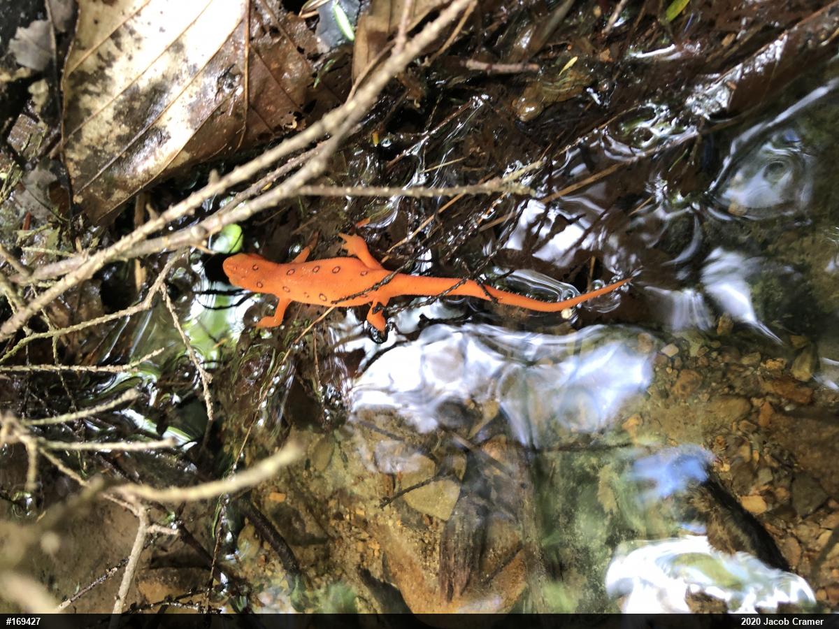 Red-spotted Newt