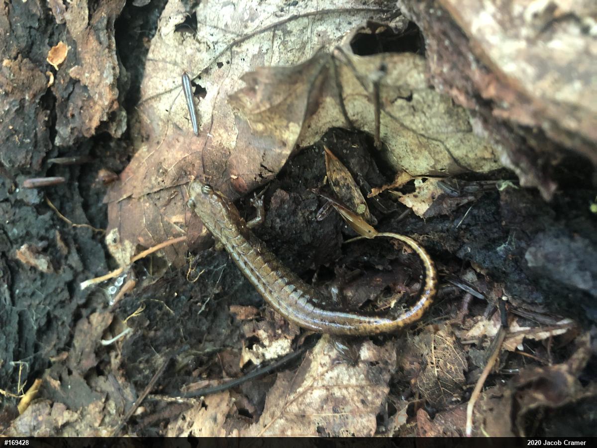 Allegheny Mountain Dusky Salamander