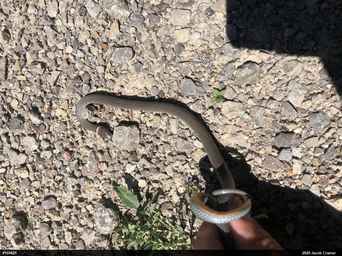 Northern Ring-necked Snake