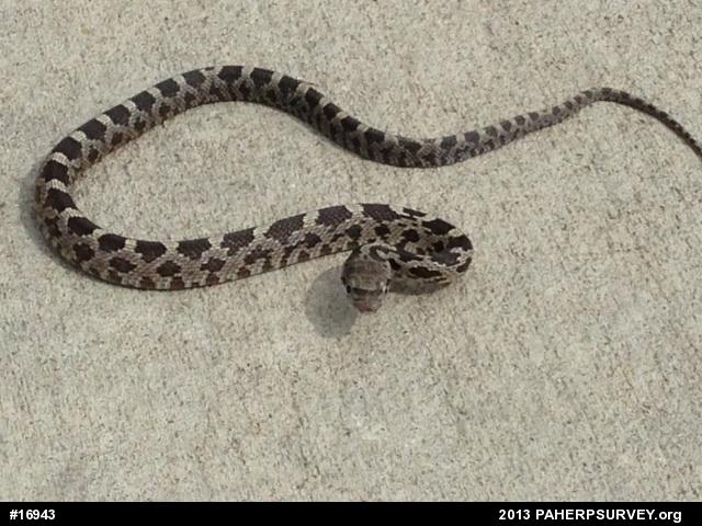 Eastern Ratsnake
