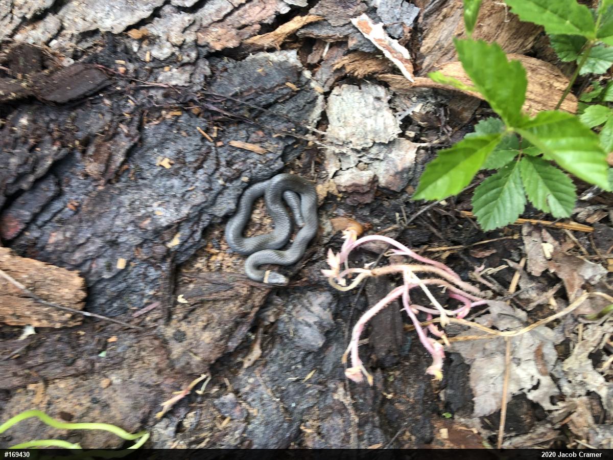 Northern Ring-necked Snake