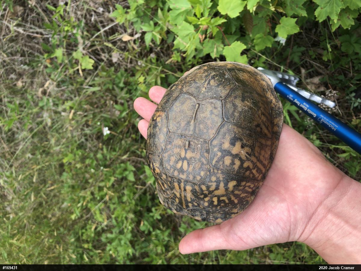 Eastern Box Turtle