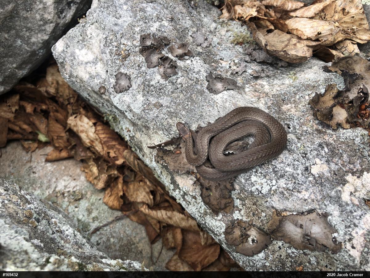 Red-bellied Snake