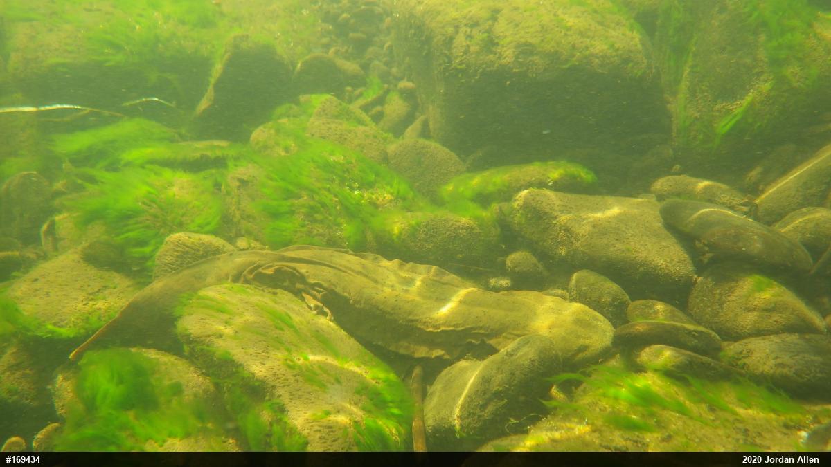Eastern Hellbender