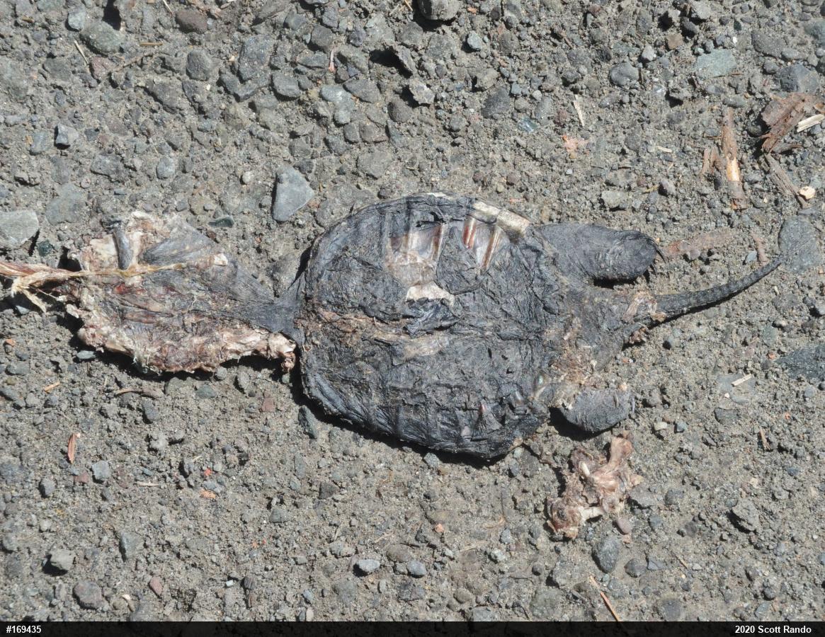 Snapping Turtle