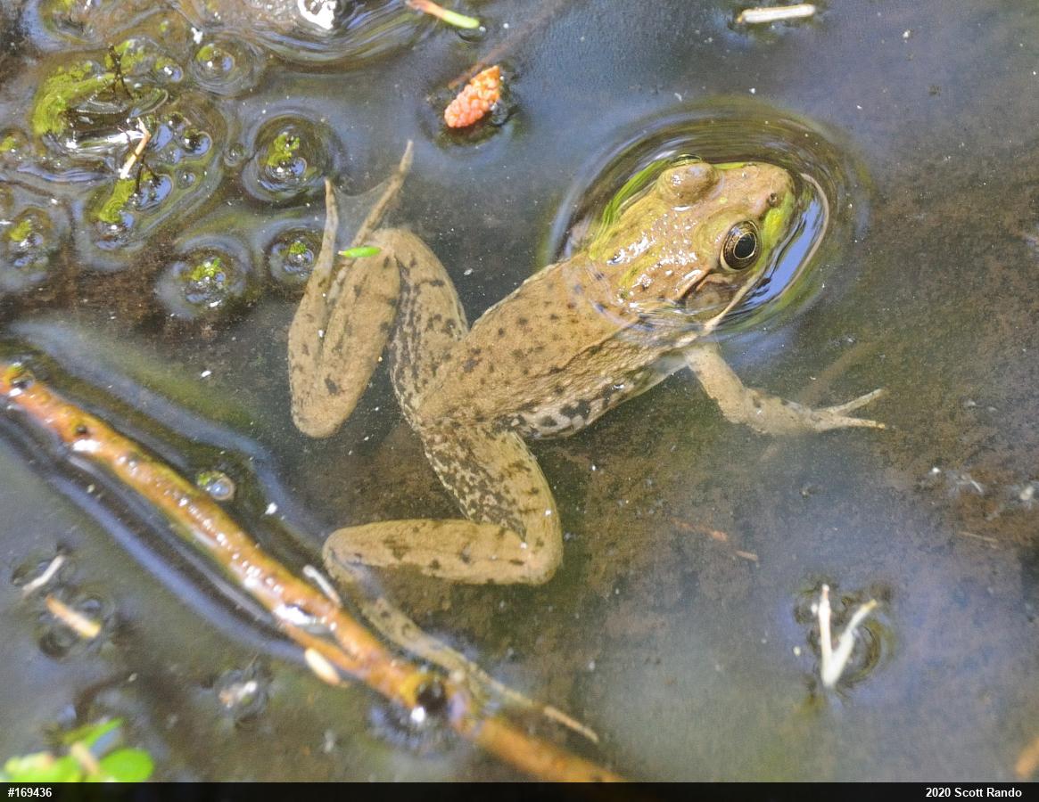 Green Frog