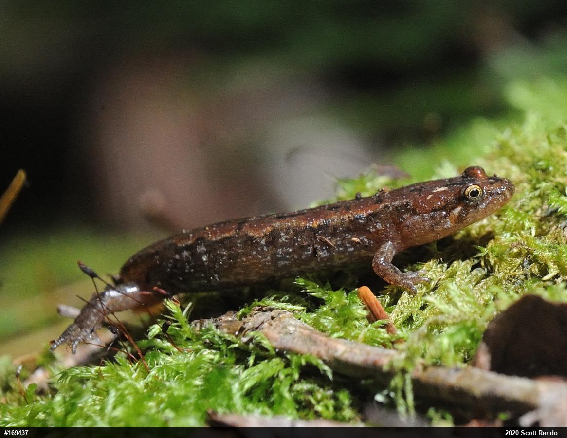 Northern Dusky Salamander