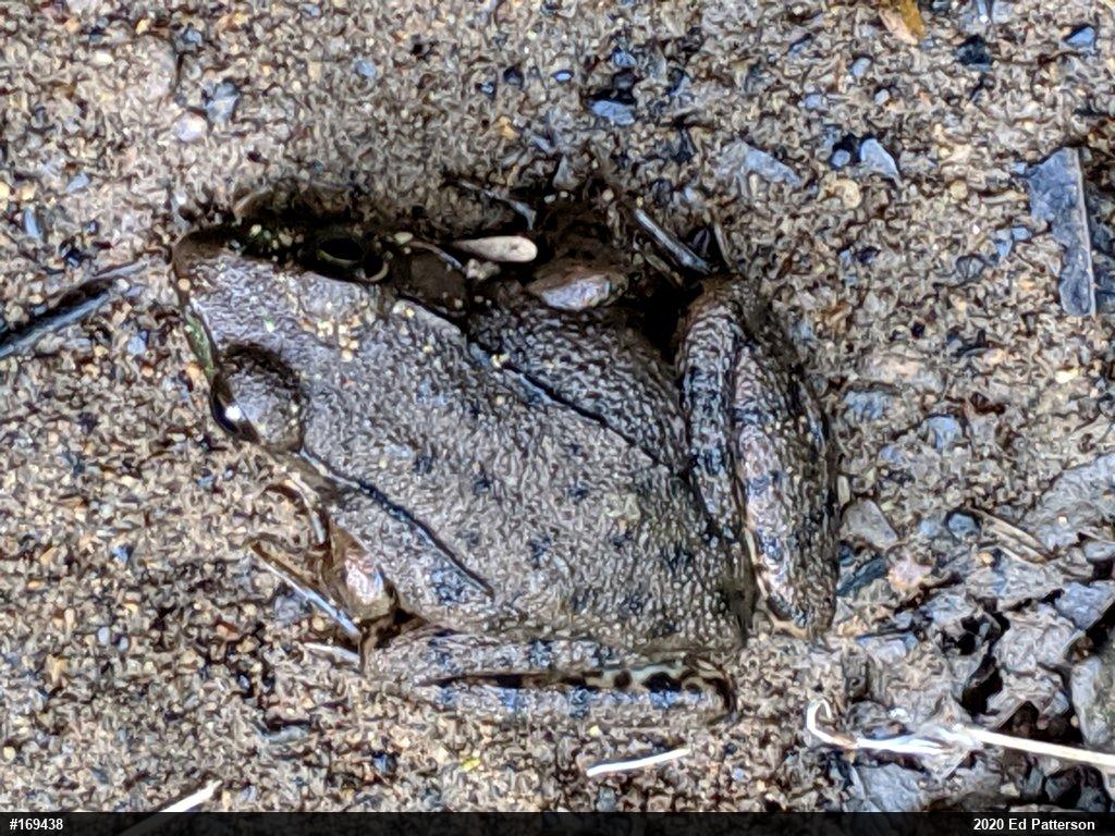 Green Frog