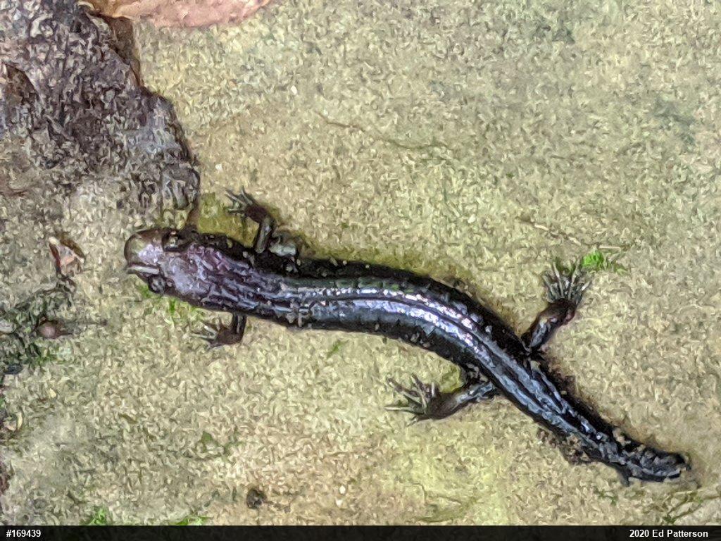 Allegheny Mountain Dusky Salamander