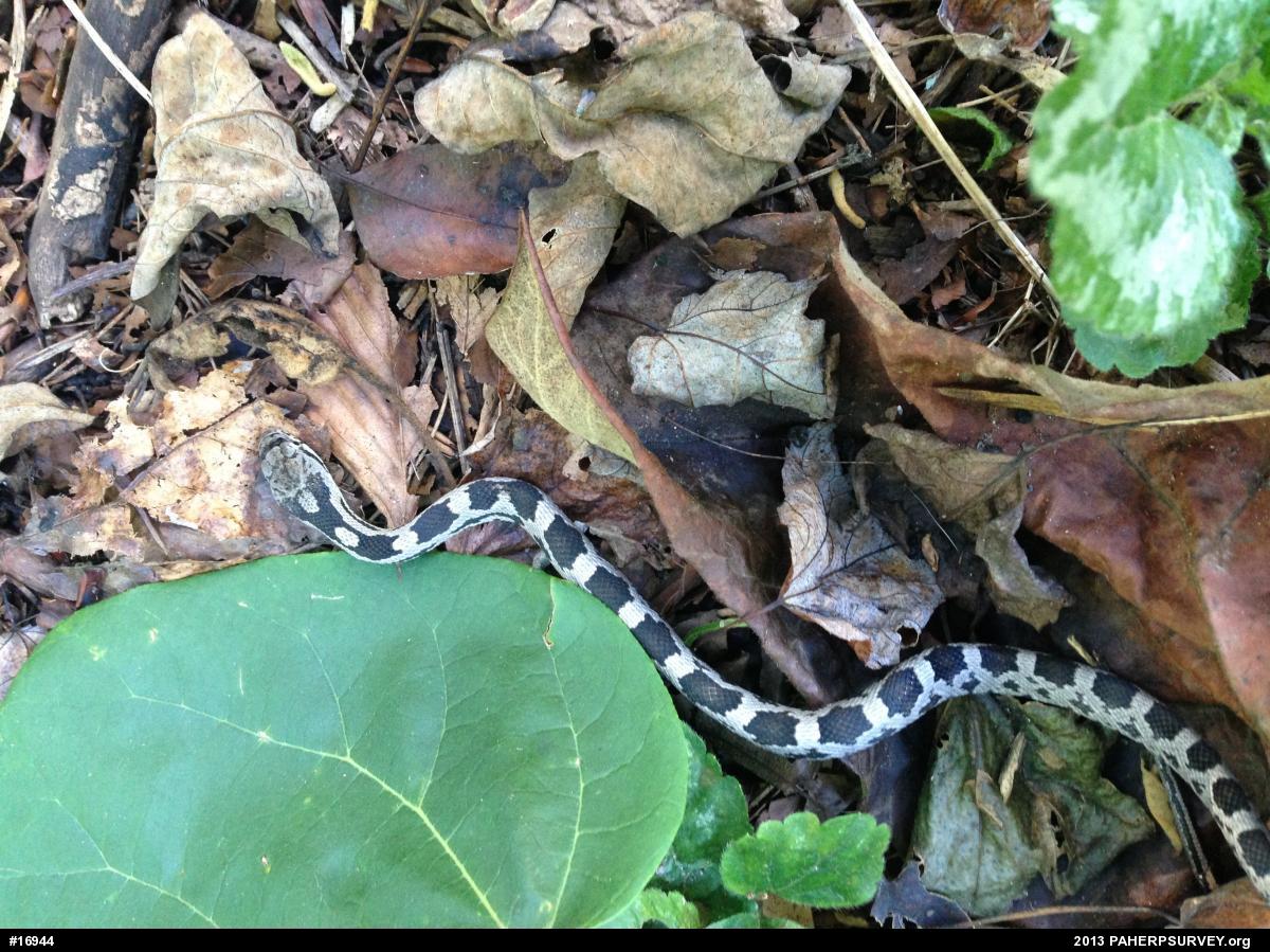 Eastern Ratsnake