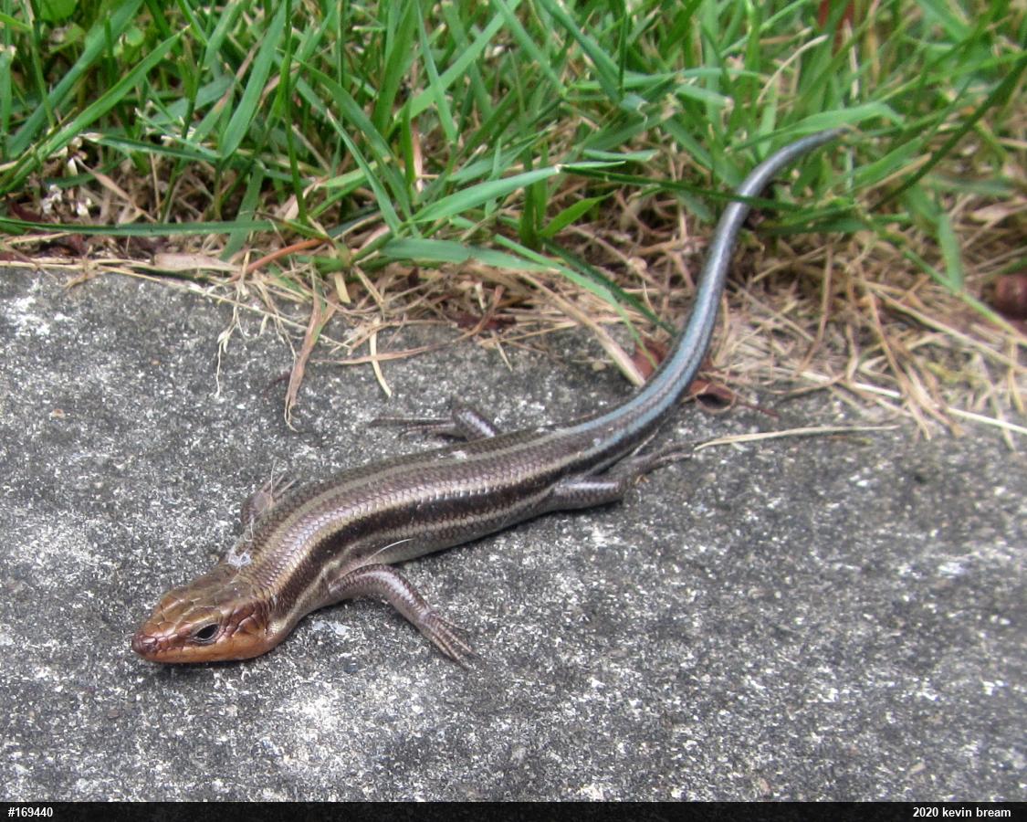 Common Five-lined Skink