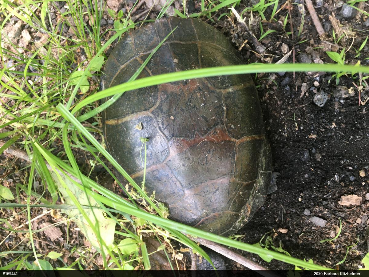 Painted Turtle