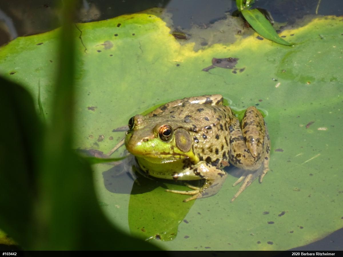 Green Frog