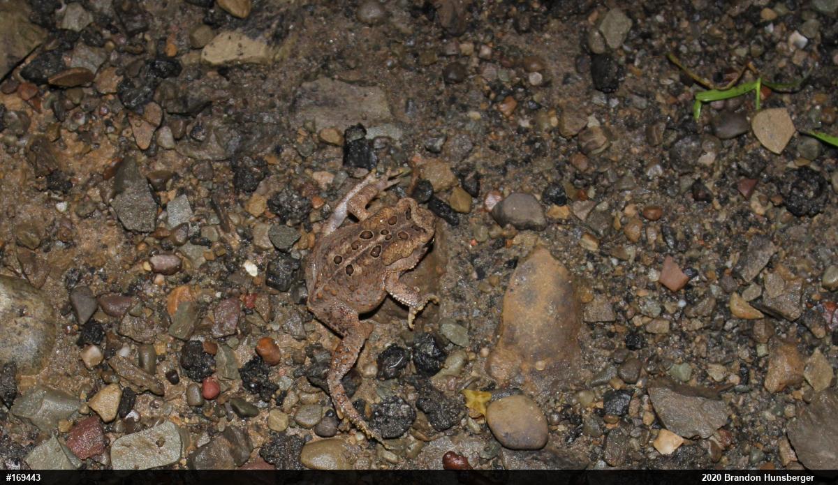 Eastern American Toad
