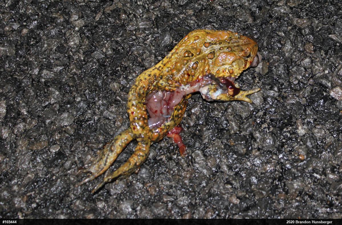 Eastern American Toad
