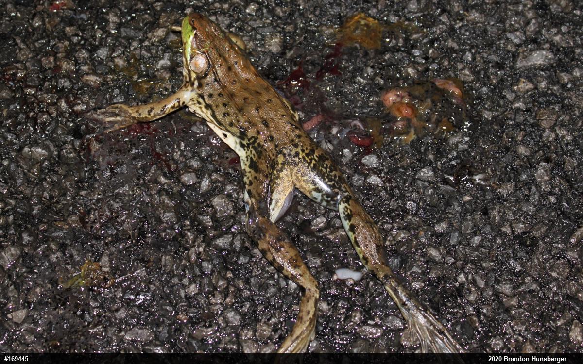 Green Frog